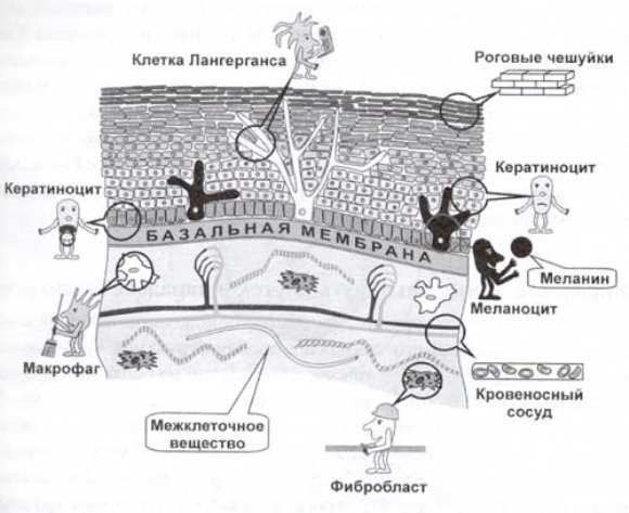 Клеточные элементы кожи