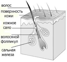 Сальная железа