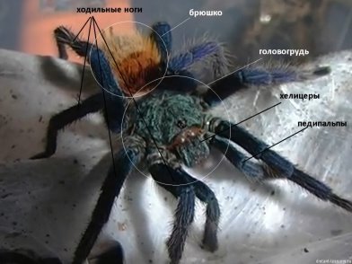 строение тела