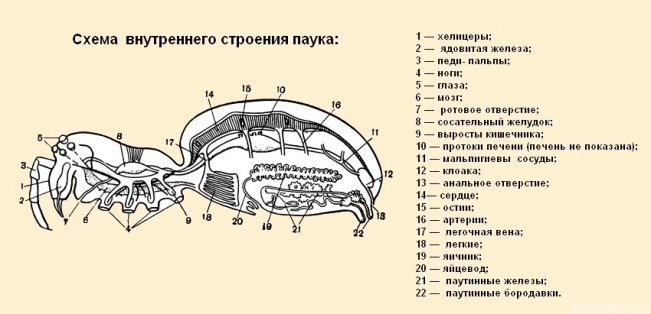 строение паукообразных