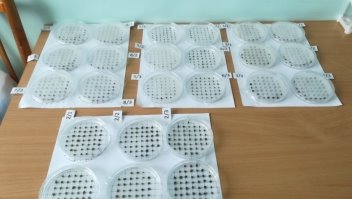 Чашки Петри с посевами