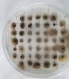 C:\Users\Светлана Михайловна\AppData\Local\Microsoft\Windows\INetCache\Content.Word\IMG_20191028_100710.jpg