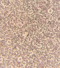 C:\Users\Светлана Михайловна\AppData\Local\Microsoft\Windows\INetCache\Content.Word\5.3св.jpg