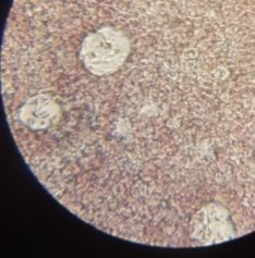 C:\Users\Светлана Михайловна\AppData\Local\Microsoft\Windows\INetCache\Content.Word\8.3тм.jpg