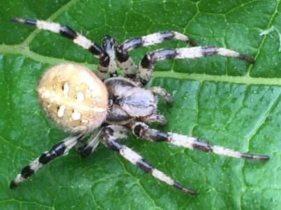 C:\Users\Михаил\Documents\пауки 5 кл\фоты пауков\IMG_2124.JPG