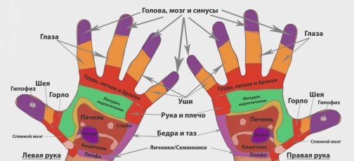 Нервные окончания на ладонях человека