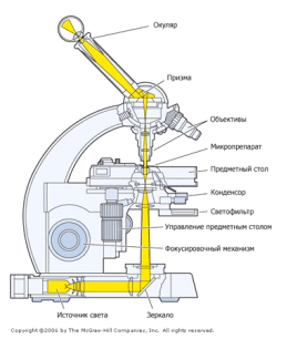 Строение светового микроскопа