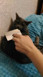 Проведение исследования на кошках