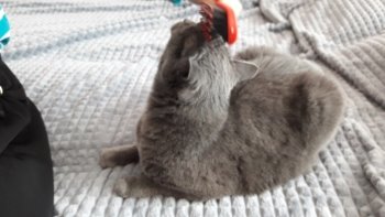 Испытание новой расчёски на кошках