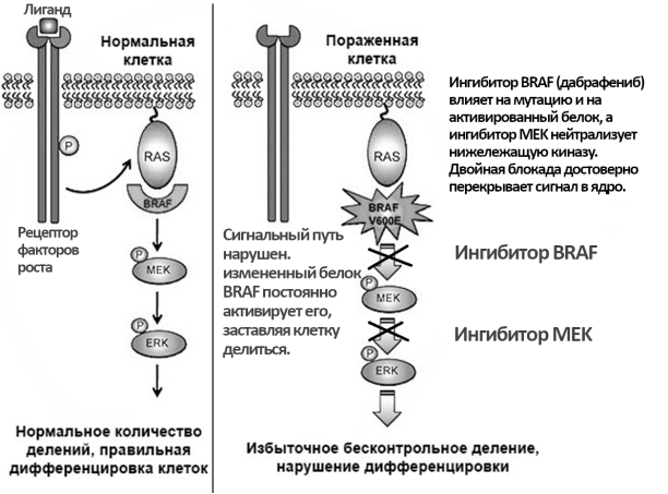 Реализация сигнального пути BRAF