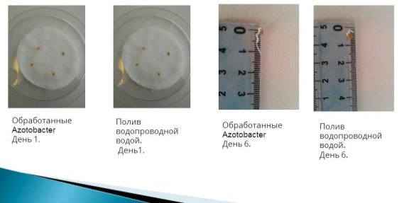 Проращивание семян томата