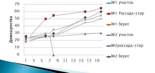 Длина ростков томатов в почвах, которые не обрабатывались р. Azotobacter