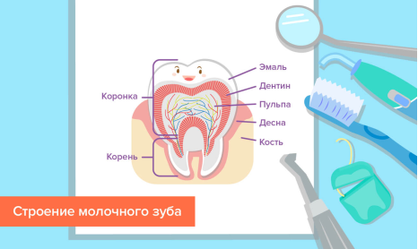 Строение молочного зуба