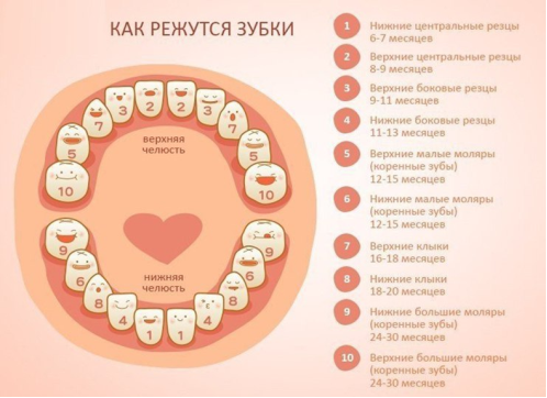 График прорезывания молочных зубов