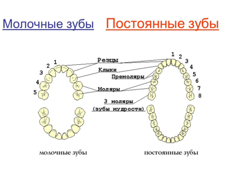 Схема смены молочных зубов постоянными