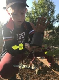 Высадка растения в открытый грунт Рис. 9. Полив растения