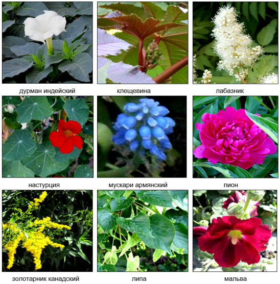 Декоративные лекарственные растения города