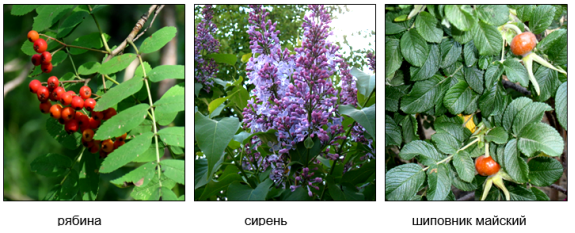 Виды кустарников, обладающих целебными свойствами