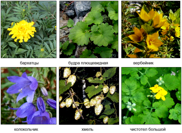 Виды декоративных лекарственных трав и цветов