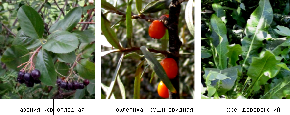 Декоративные лекарственные растения приозёрной зоны