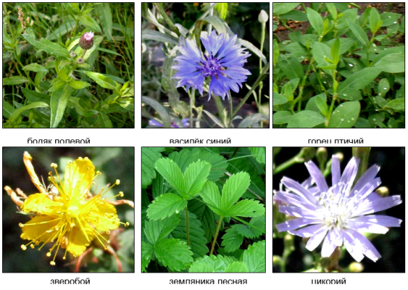 Широко распространённые дикорастущие лекарственные растения