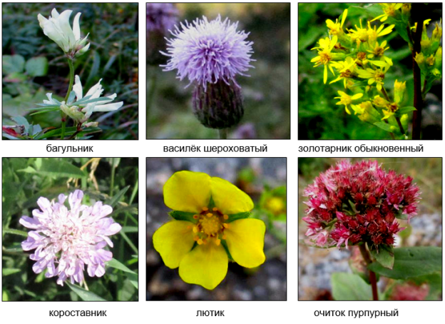 Некоторые загородные дикорастущие лекарственные травы и цветы