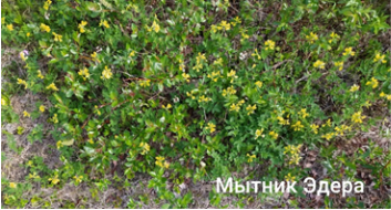 Лиственница, ольха, мытник Эдера, мох кукушкин лен
