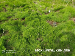 Лиственница, ольха, мытник Эдера, мох кукушкин лен