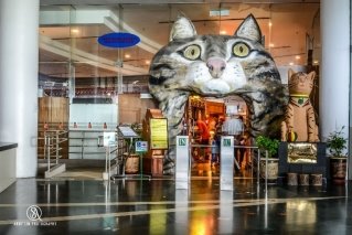 Фото музея кошек в Малайзии