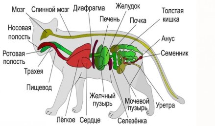 Внутреннее строение кошек