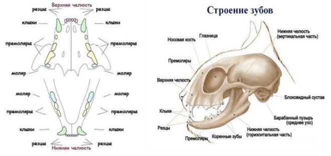 Строение зубов кошки