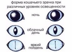 Форма и размер кошачьего зрачка в зависимости от освещения