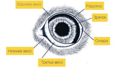 Наружное строение глаза кошки