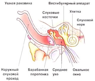 Строение уха кошки