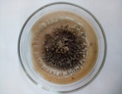 Чистая культура патогена Pyrenophora teres (оригинал, 2020 г.)