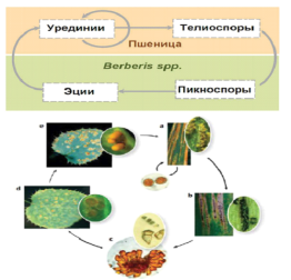 Жизненный цикл жёлтой ржавчины пшеницы [2]