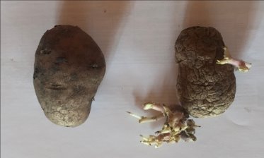 Клубни картофеля. Опыт (справа), контроль (слева)