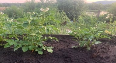 Цветение Картофеля. Опыт (слева), контроль (справа)
