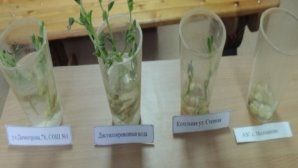 Общий вид семян на 10 день эксперимента
