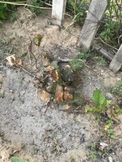 I:\Диас проект ежемалина\IMG-20191021-WA0109.jpg