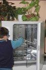 Чашки с посевами достали из термостата (фото автора).