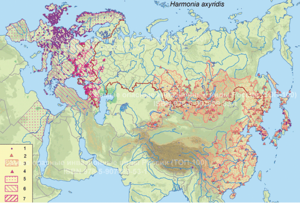 Распространение Harmonia axyridis в Евразии и на севере Африки. © Проект РНФ, № 16–14–10323 (Рук. В. Г. Петросян), ИПЭЭ РАН: 1 — места обнаружения по GBIF (https://doi.org/10.15468/dl.tkukh7, https://www.gbif.org/occurrence/download/0095237–160910150852091). Нативная часть ареала: 2 — места находок по Орловой-Беньковской, 2015; 3 — административные области (края, аймаки, провинции), в которых вид обнаружен. Инвазионная часть: 4 — места обнаружения по Орловой-Беньковской, 2013; 2014. Страны (в Китае — провинции, в России — области, края, республики), где распространена: 5 — локально, 6 — присутствует, 7 — широко