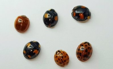 Фото Хармония изменчивая — Harmonia axyridis (Pallas, 1773)