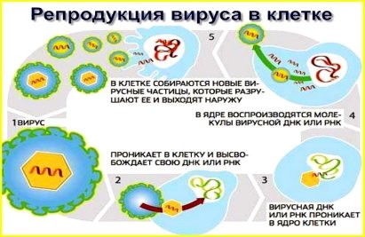 Репродукция вируса в клетке