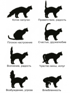 Язык кошачьего хвоста