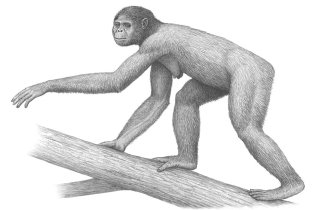 Ardipithecus ramidus