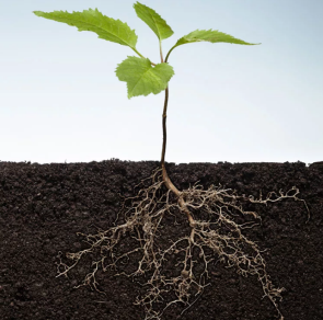 Корневая система