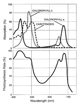 Спектр поглощения хлорофиллов и каротиноидов и действия ФАР