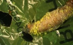 Личинка восковой моли