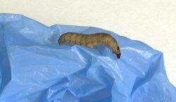 Личинка восковой моли